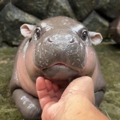 julie