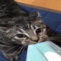 worlds saddest mexican