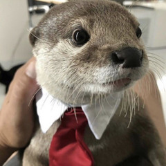 COUTH OTTER