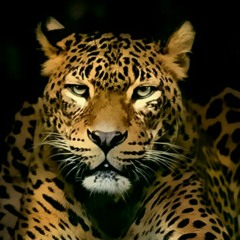 jarral 1