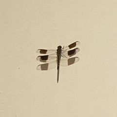 Temporama
