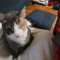 catty-cat-kitty-kit-cool-cat :D