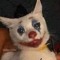 clown cat