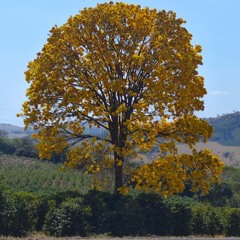Fabrício Figueiredo