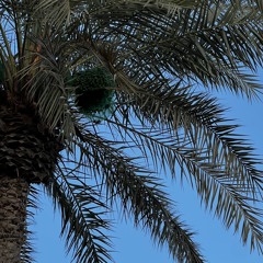 s.alkaabi