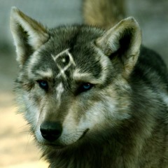Mightyena314