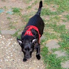 SlowDancerSpeed (Vellvum Daisy's)