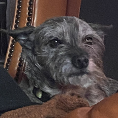 yungsavageleandrinka