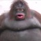 KfC fAtTy BoY cHiCkEn TeNdY
