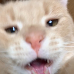 lilpeachfuzz