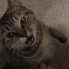 가은