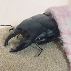 Aldo
