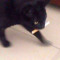 catwithcigarette