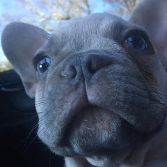 🎵🎶👑laylay_the_beat_godess💫🎧💜