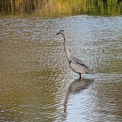 Artificial Abstract Entity/AAE