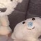 club penguin and also bear alpha fan