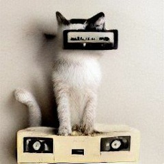 Nierkatt