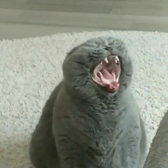 pengy