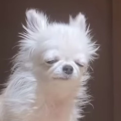 설이