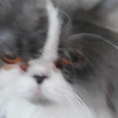 puskoloft