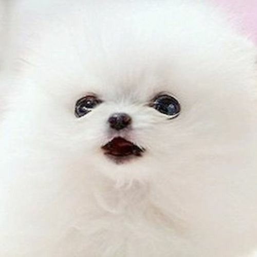 Fat Dog I 3gachalogic S Stream