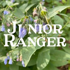 Junior Ranger