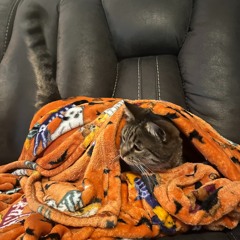 KotLeCat