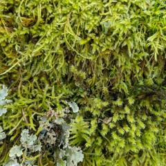 Speed To Me With No Delay