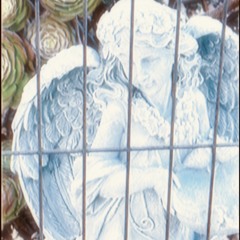 Angel in Bloom