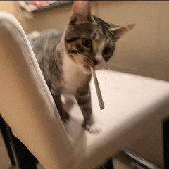 小宝