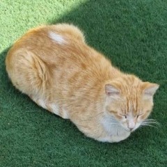 Mr. Lazy Dude