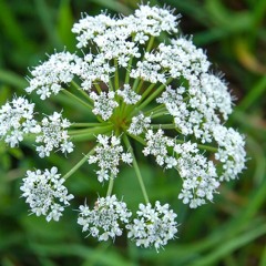 Hemlock
