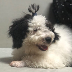 có thể là KC