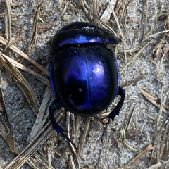 pelzig