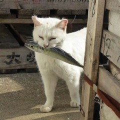 Ketohihi