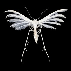 Phalene