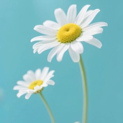 TEENU GODARA 🌷