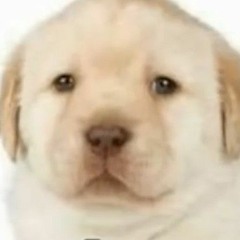 DASHY7023