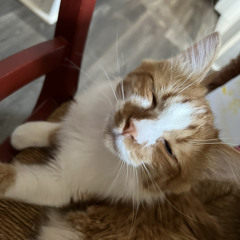 Lunabby