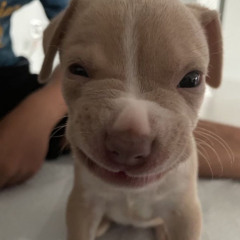 kiaraa