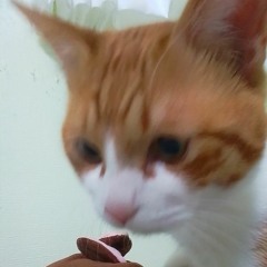 sugar9339