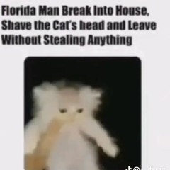 cat memes