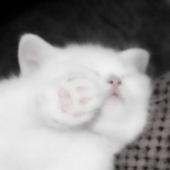 ⲃⲁⲙⲃⲓ