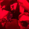 matty404