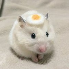허브