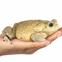 Toadhand