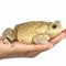 Toadhand