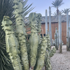 Cactus_Loving_Masochist