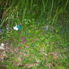 Huseinalattas490@gmail.com