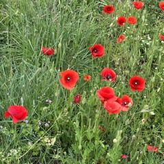 Arnhem